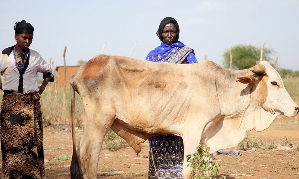 Cattle are dying by the thousands across African countries, threatening lives and livelihoods. 