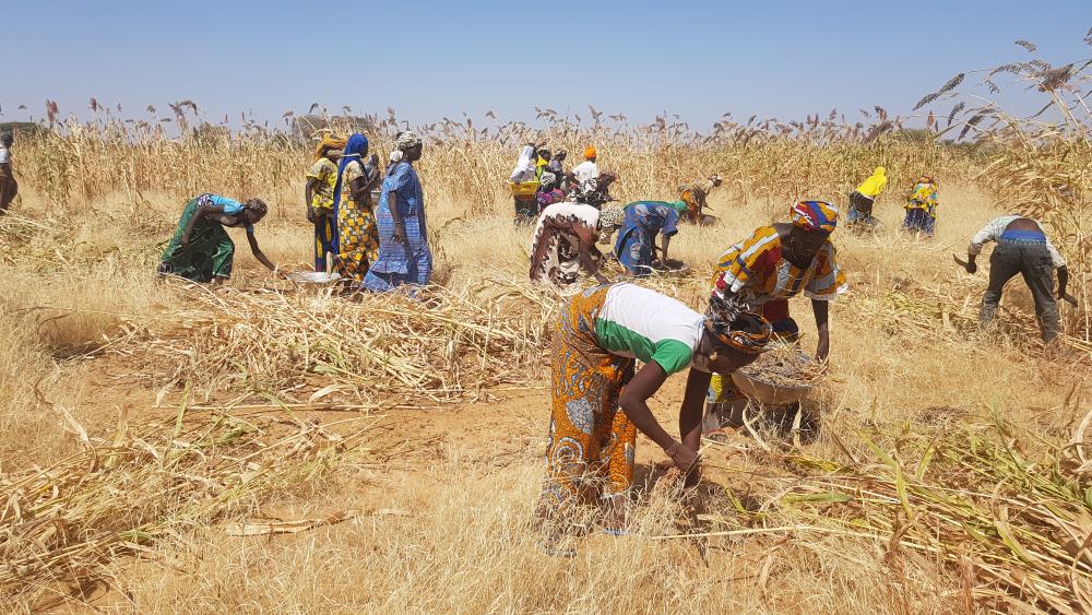 A group of people in Burkina Faso clearing a crop field.