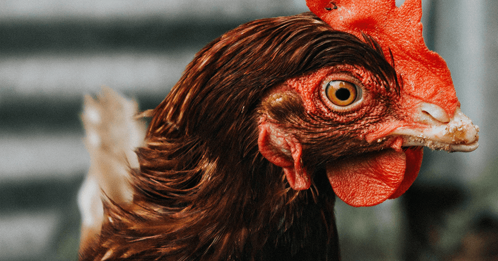 Close-up of a hen.