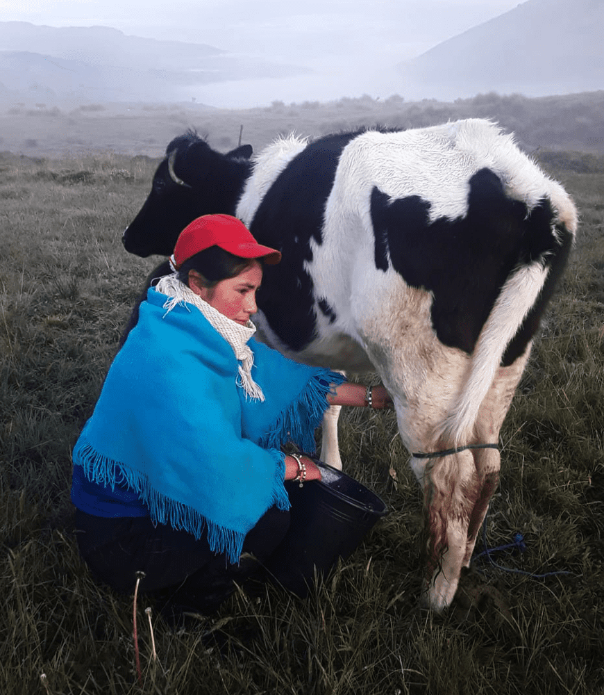 Evelyn, a 19-year-old Indigenous young woman in Ecuador, milks a cow outside, wearing a red hat and a blue shawl.