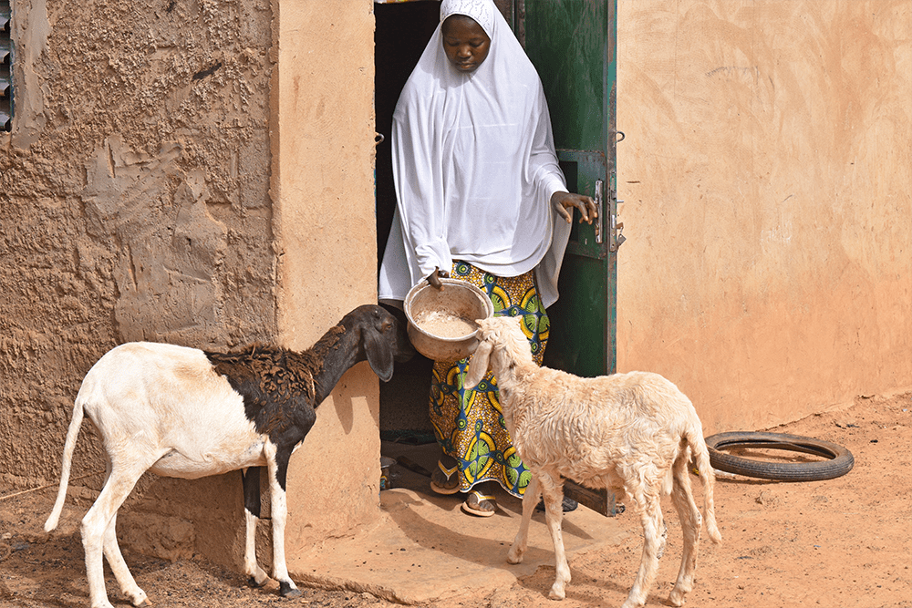 Safiata brings a bucket of water from inside her house for two goats to drink from. 