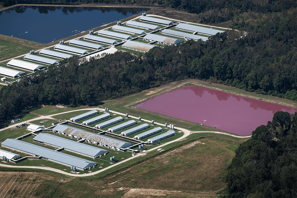 Several long buildings and a large body of water constituting a concentrated animal feeding operation in North Carolina, U.S. 