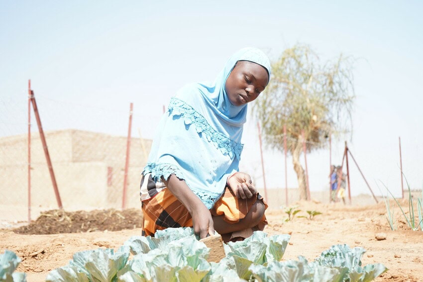 Laeticia tills soil around cabbage plants in the school garden, wearing a blue headscarf.