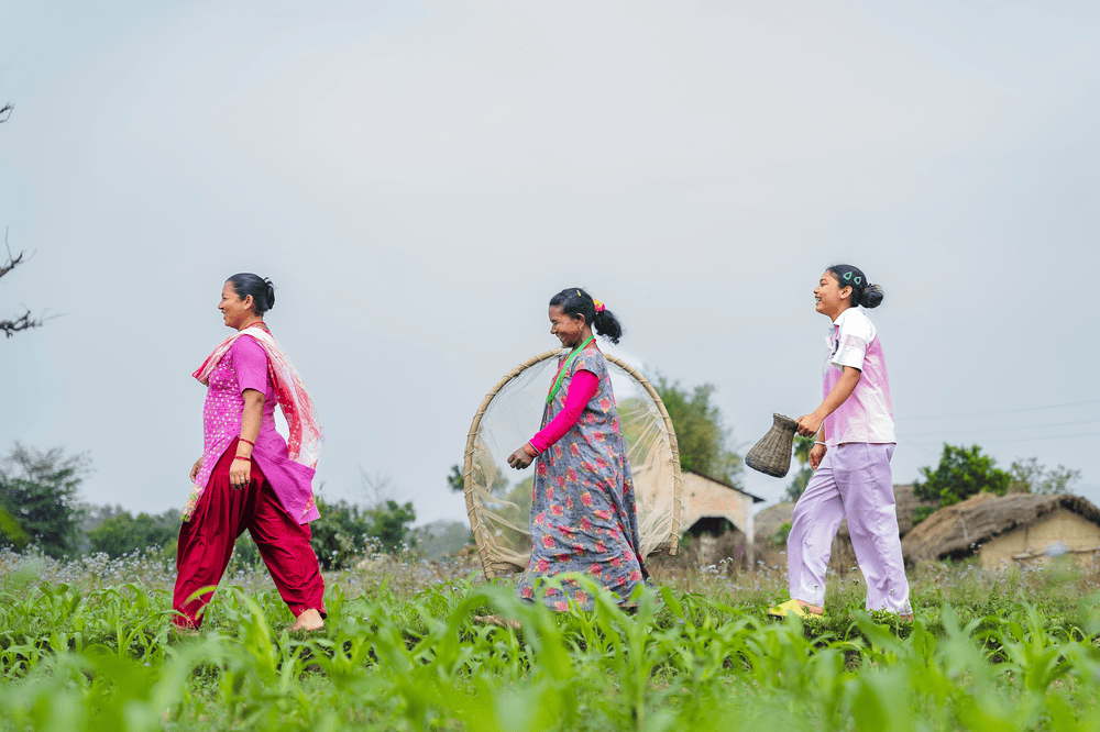 Pushpa, Rita and Tilki walk in a line behind one another across a crop field with short plants at their farm.